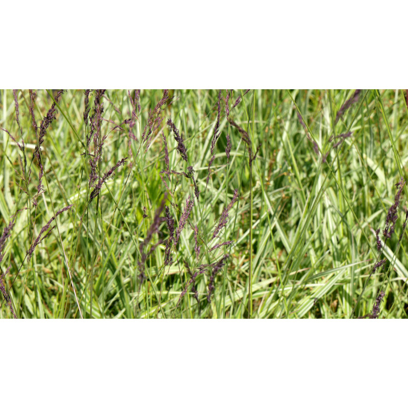 MOLINIA caerulea subsp. arundinacea 'JS Mostenveld'