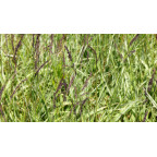 MOLINIA caerulea subsp. arundinacea 'JS Mostenveld'