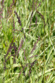 MOLINIA caerulea subsp. arundinacea 'JS Mostenveld'