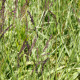 MOLINIA caerulea subsp. arundinacea 'JS Mostenveld'