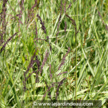 MOLINIA caerulea subsp. arundinacea &#039;JS Mostenveld&#039;