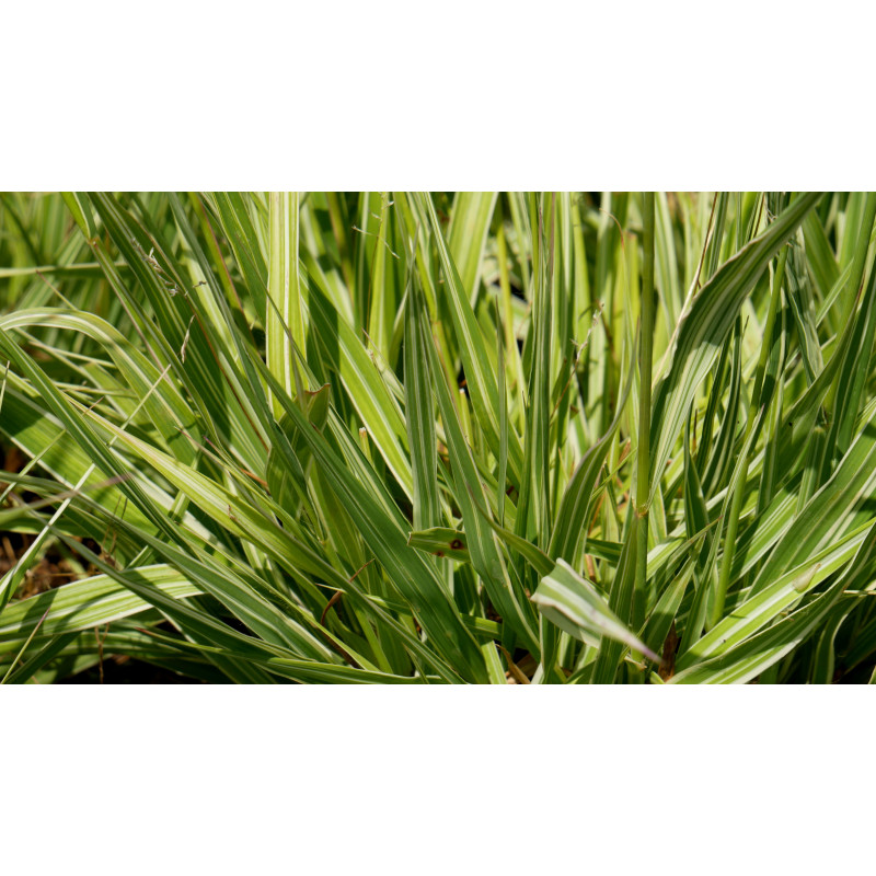 MOLINIA caerulea subsp. arundinacea 'JS Mostenveld'