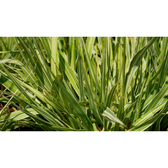 MOLINIA caerulea subsp. arundinacea 'JS Mostenveld'