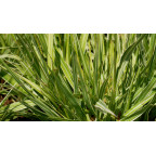 MOLINIA caerulea subsp. arundinacea 'JS Mostenveld'