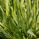 MOLINIA caerulea subsp. arundinacea 'JS Mostenveld'