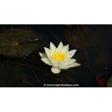 NYMPHAEA \'Pygmaea Helvola\'