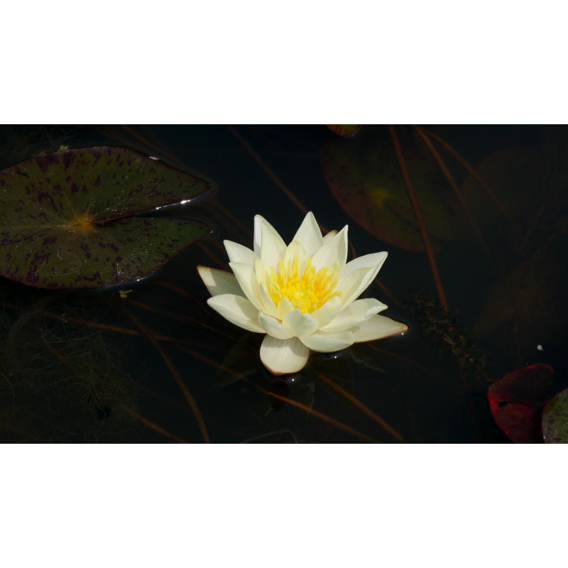NYMPHAEA 'Pygmaea Helvola'
