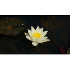 NYMPHAEA 'Pygmaea Helvola'