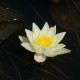 NYMPHAEA 'Pygmaea Helvola'