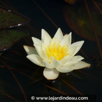 NYMPHAEA &#039;Pygmaea Helvola&#039;