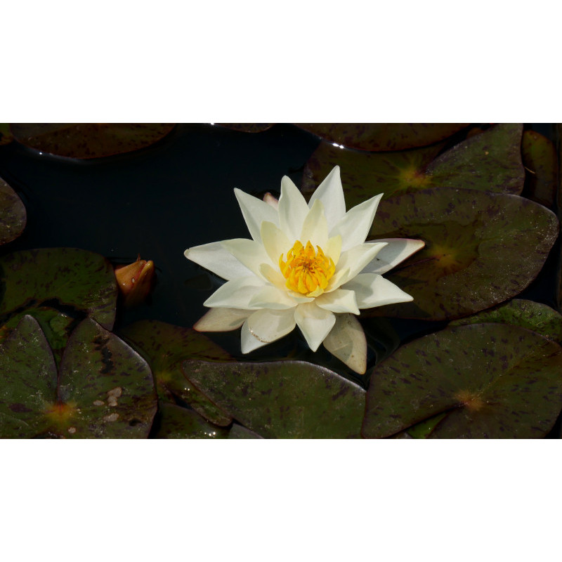 NYMPHAEA 'Pygmaea Helvola'