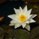 NYMPHAEA 'Pygmaea Helvola'