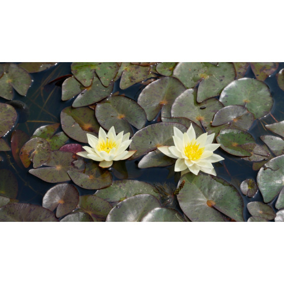 NYMPHAEA 'Pygmaea Helvola'
