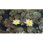 NYMPHAEA 'Pygmaea Helvola'