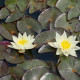 NYMPHAEA 'Pygmaea Helvola'