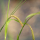 CAREX pendula