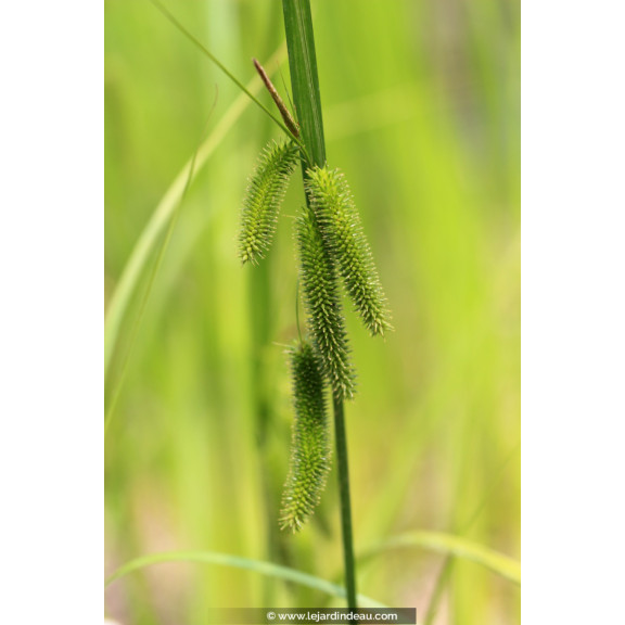 CAREX pseudocyperus