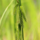 CAREX pseudocyperus