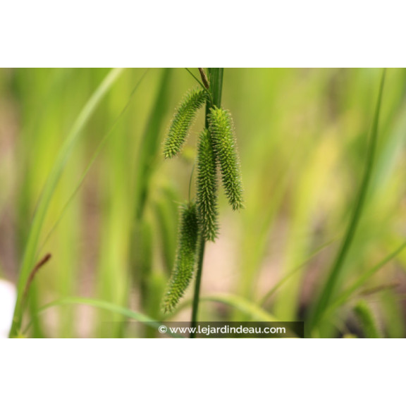 CAREX pseudocyperus