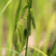 CAREX pseudocyperus