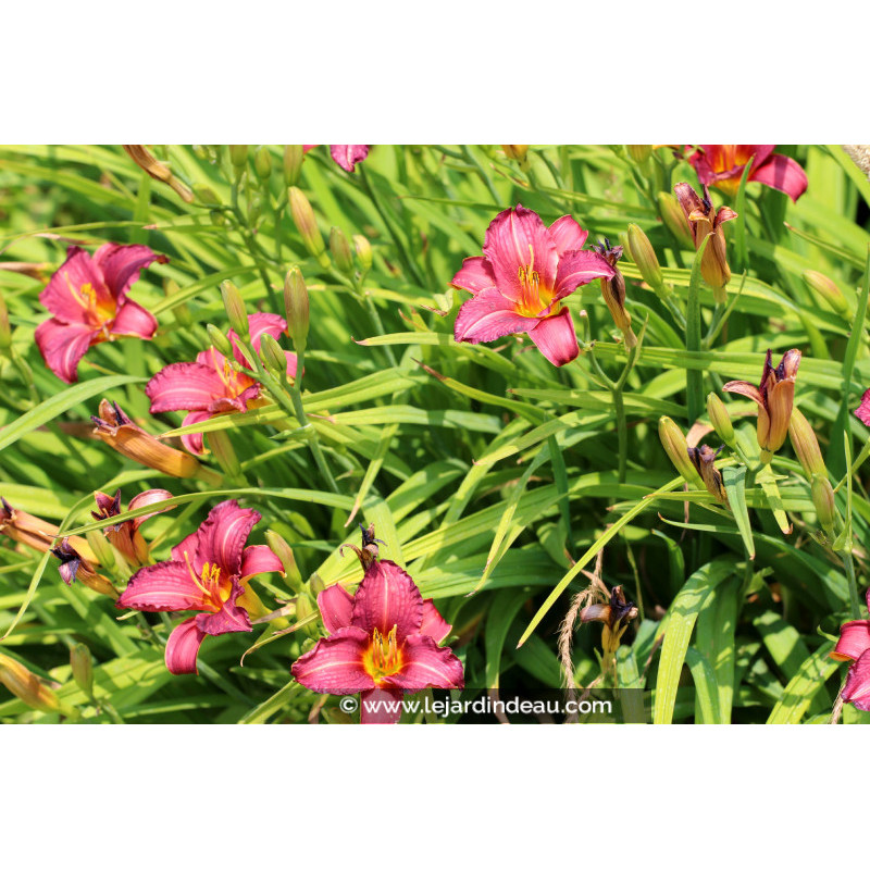 HEMEROCALLIS 'Little Wine Cup' HEMEROCALLIS 'Little Wine Cup'