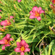 HEMEROCALLIS 'Little Wine Cup'