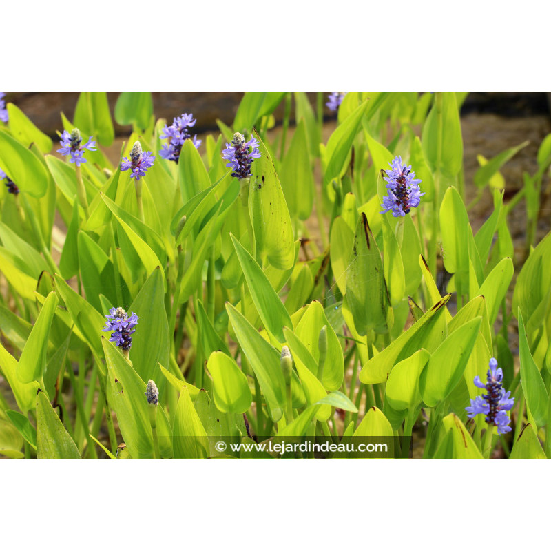 PONTEDERIA cordata PONTEDERIA cordata