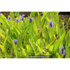 PONTEDERIA cordata PONTEDERIA cordata