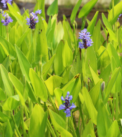 PONTEDERIA cordata