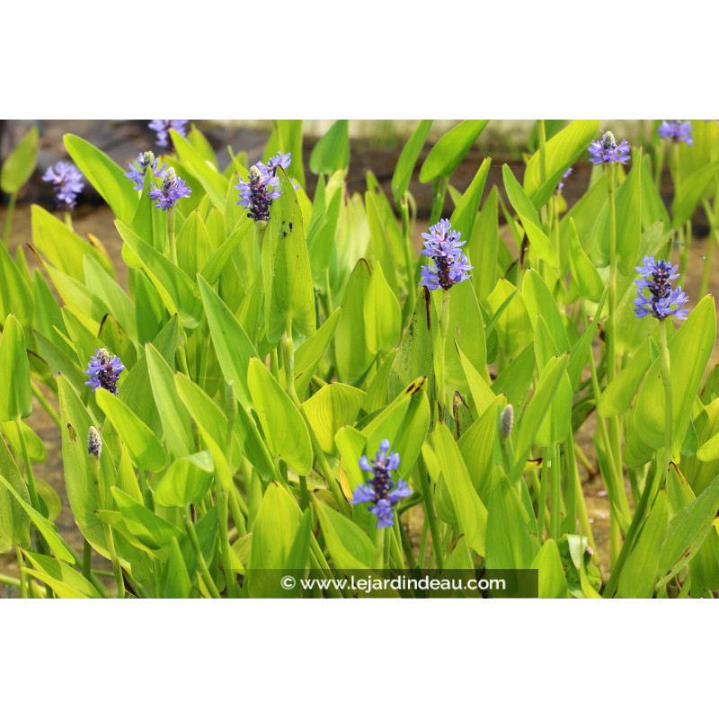 PONTEDERIA cordata PONTEDERIA cordata