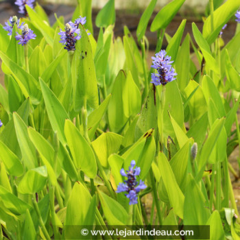 PONTEDERIA cordata