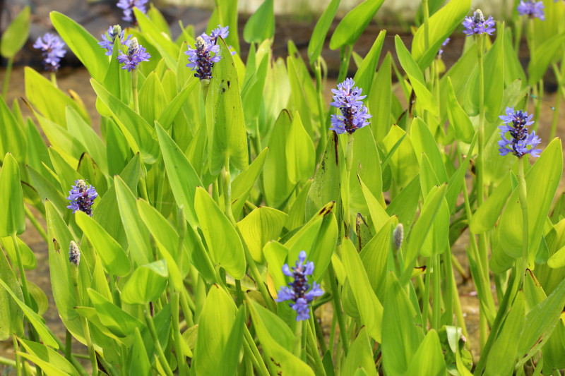 Pontederia Lanceolata - Pontédérie à feuilles lancéolées - Plante de b