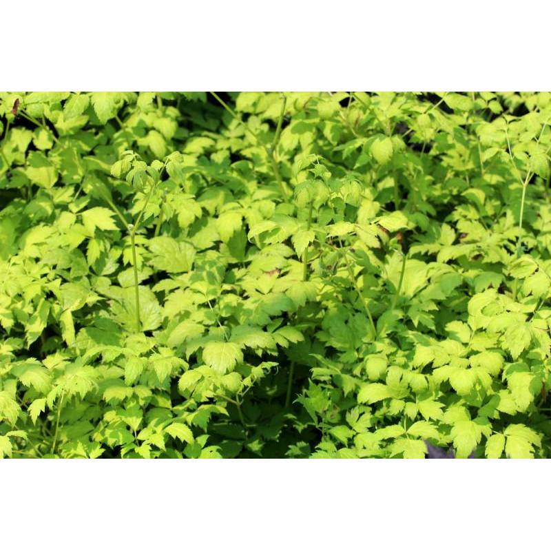 ACTAEA simplex 'White Pearl'