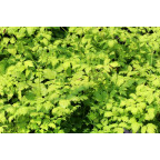 ACTAEA simplex 'White Pearl'