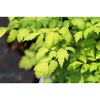 ACTAEA simplex 'White Pearl'