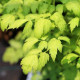 ACTAEA simplex 'White Pearl'