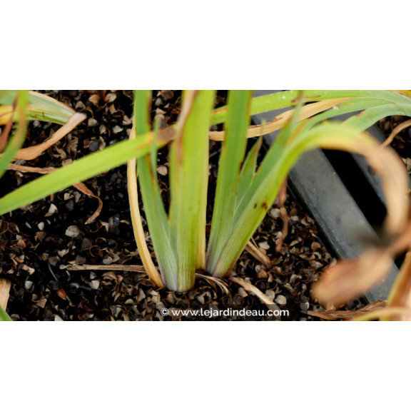IRIS versicolor 'Dark Aura'