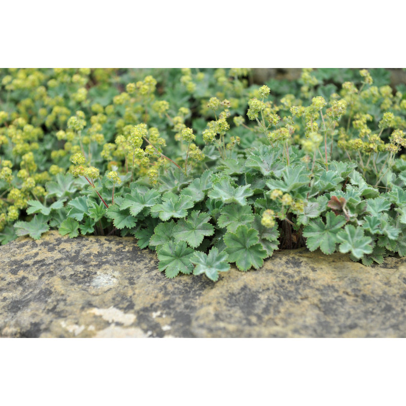 ALCHEMILLA erythropoda