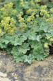 ALCHEMILLA erythropoda