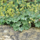 ALCHEMILLA erythropoda