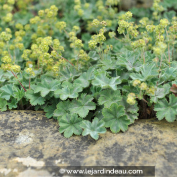 ALCHEMILLA erythropoda