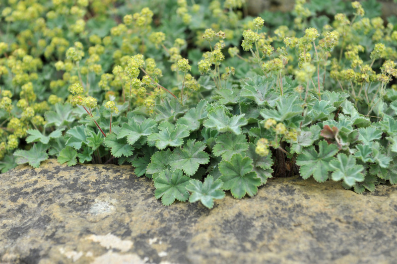 ALCHEMILLA erythropoda, couvre-sol tapissant, mi-ombre - Le Jardin