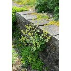 ALCHEMILLA erythropoda