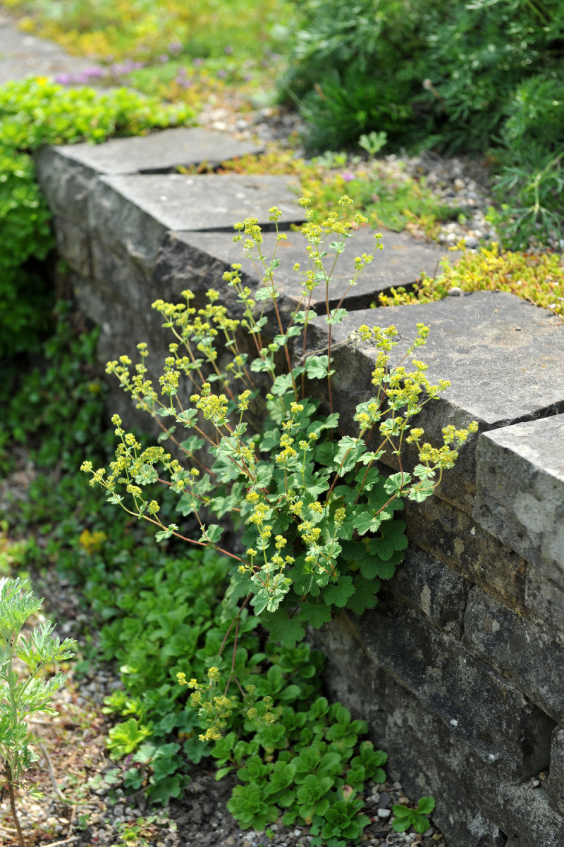 Alchémille : comment la planter et l'entretenir ?