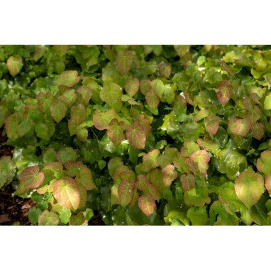 EPIMEDIUM perralderianum