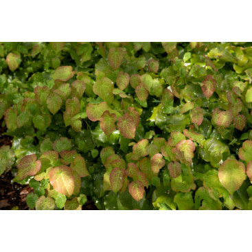 EPIMEDIUM perralderianum
