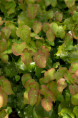 EPIMEDIUM perralderianum