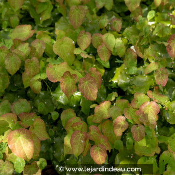 EPIMEDIUM perralderianum