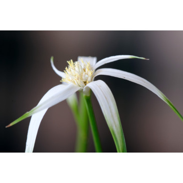 RHYNCHOSPORA colorata