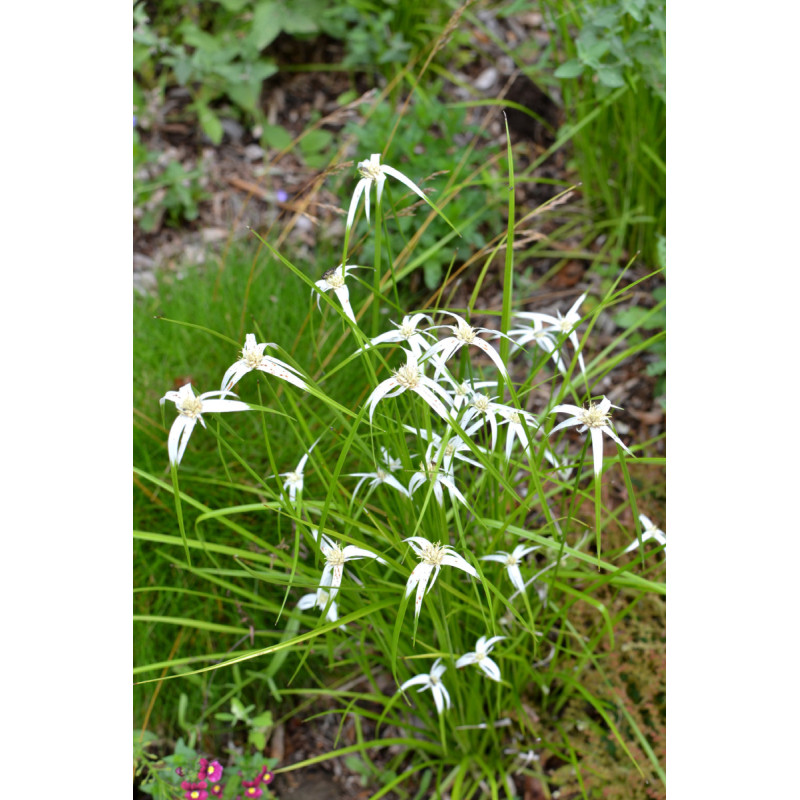 RHYNCHOSPORA colorata RHYNCHOSPORA colorata